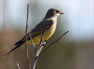 Kingbird1.jpg