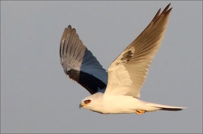 kite1.jpg