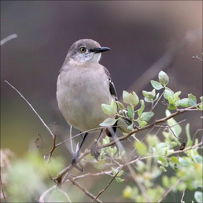 mockingbird1.jpg