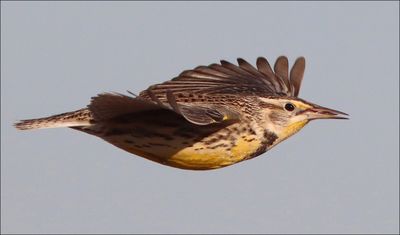 Meadowlark1.jpg