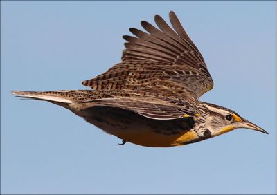 Meadowlark2.jpg