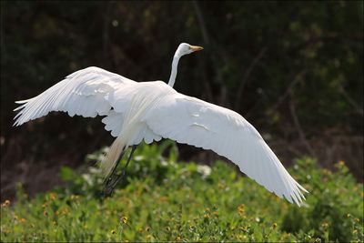 GreatEgret1.jpg