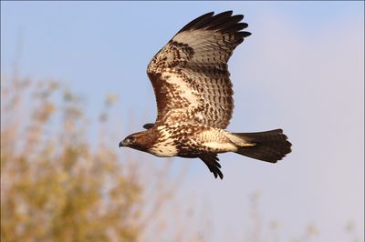 redtail1.jpg
