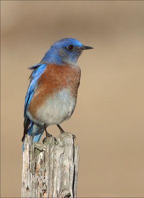 bluebird2.jpg