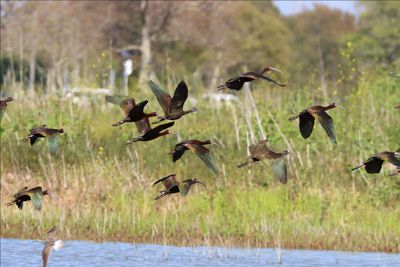 Shorebirds