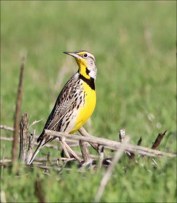Meadowlark3.jpg