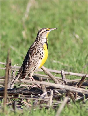 Meadowlark4.jpg