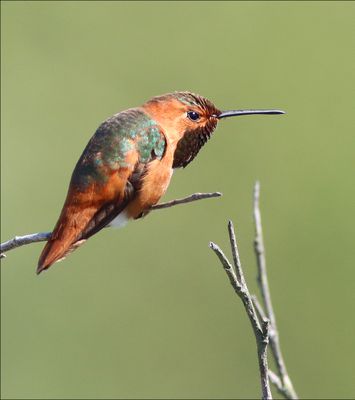 Humbingbirds