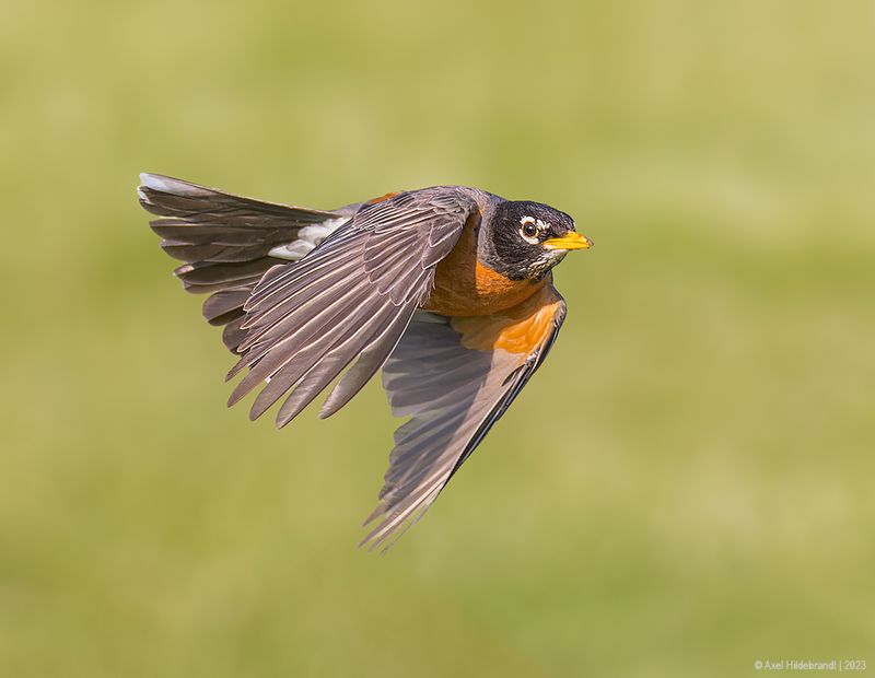 AmericanRobin15c4202.jpg