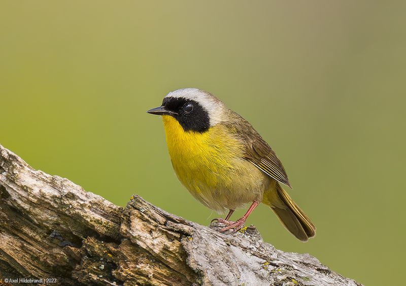 CommonYellowthroat05c1587.jpg