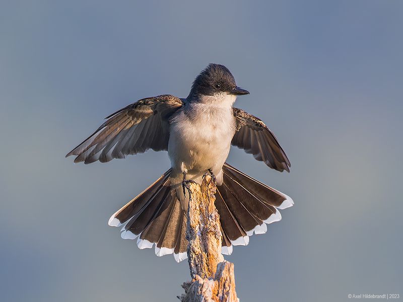 EasternKingbird50c6350.jpg