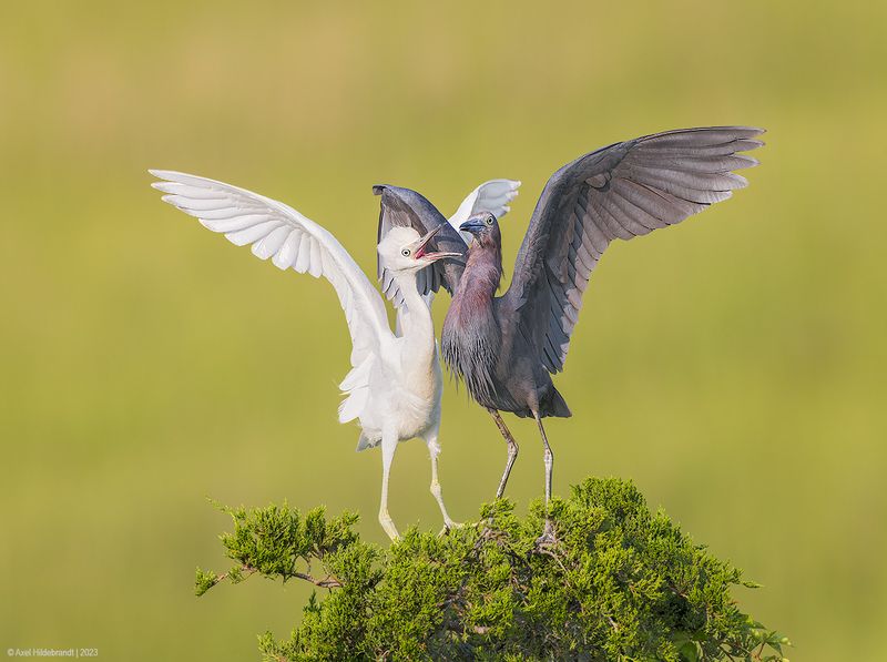 LittleBlueHeron52c8329.jpg