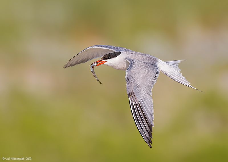CommonTern207c4886.jpg