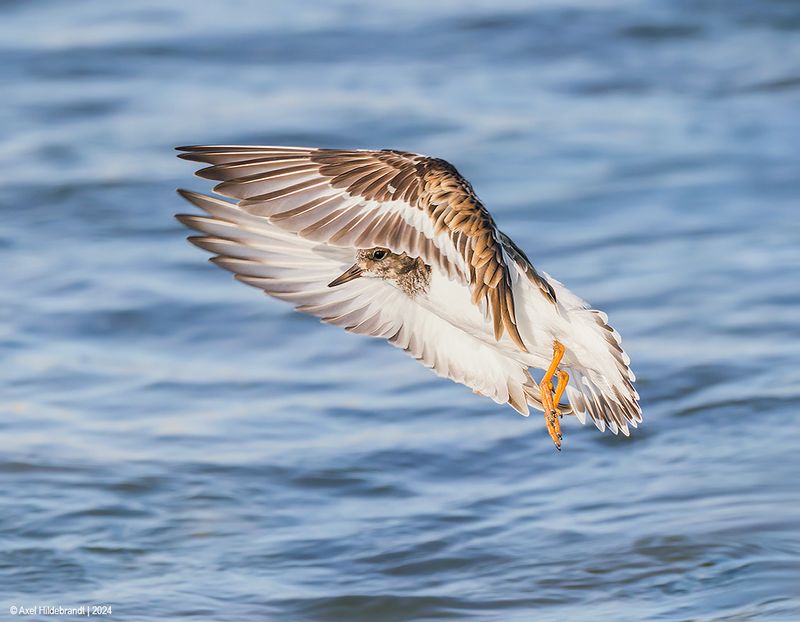 RuddyTurnstone45c4804.jpg