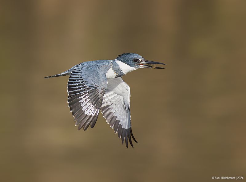 BeltedKingfisher42c6179.jpg