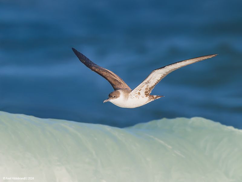 GreatShearwater27c8827.jpg