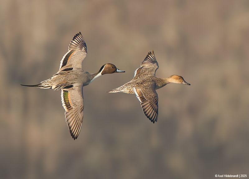 NorthernPintail04c0616-1.jpg
