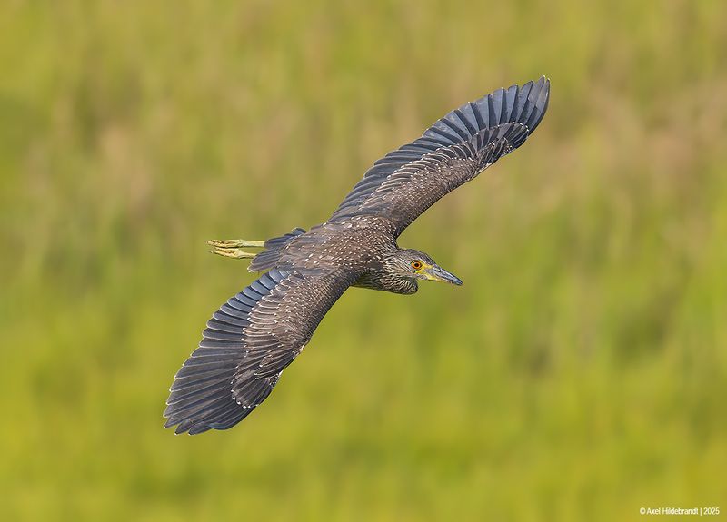 Black-crownedNightHeron49c3085.jpg