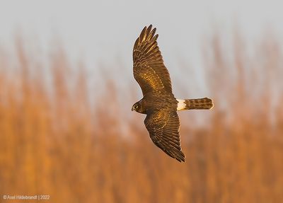 NorthernHarrier39c4464.jpg