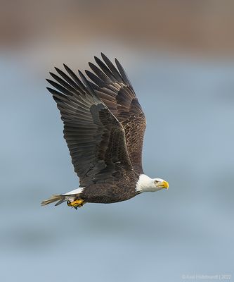 BaldEagle141c8254.jpg