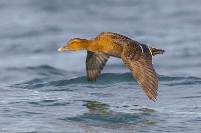 CommonEider42c9728.jpg