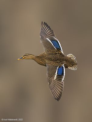 Mallard