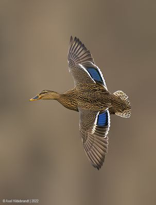 Mallard18c7440.jpg