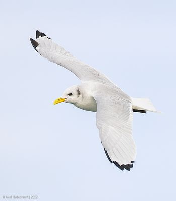 Black-leggedKittiwake07c1632.jpg