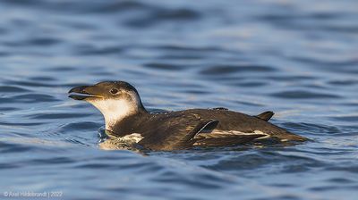 Razorbill37c1760.jpg