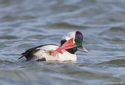 Bufflehead13c8180.jpg