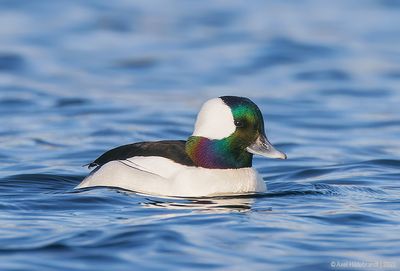 Bufflehead14c6228.jpg