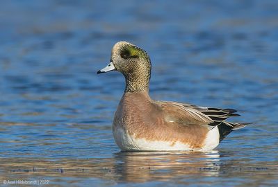 AmericanWigeon03c6536.jpg