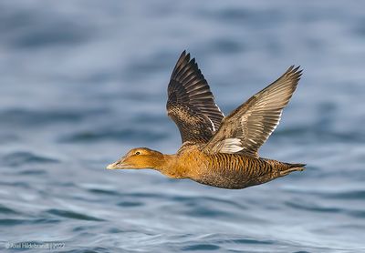 CommonEider44c9736.jpg