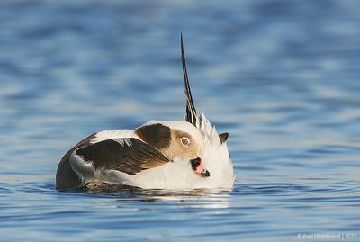 Long-tailedDuck83c0747.jpg