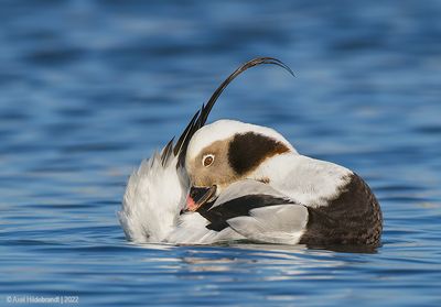 Long-tailedDuck84c0769.jpg