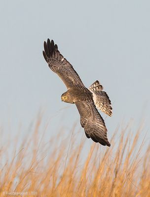 NorthernHarrier40c2748-1.jpg