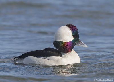 Bufflehead15c8093.jpg