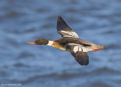 Red-breastedMerganser18c5703.jpg