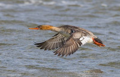 Red-breastedMerganser20c3440.jpg