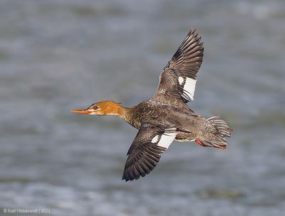 Red-breastedMerganser21c3703.jpg