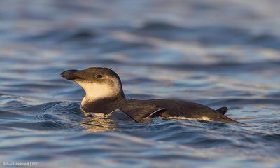 Razorbill38c2279.jpg