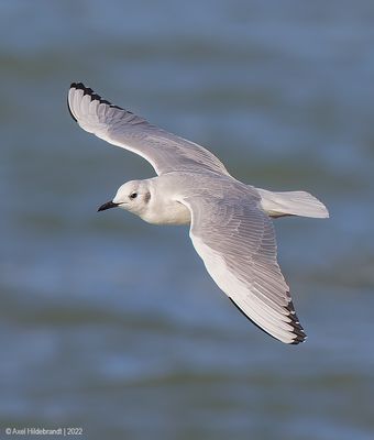 BonapartesGull13c1008.jpg