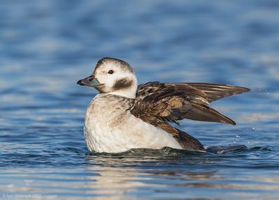 Long-tailedDuck88c0479.jpg