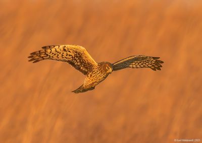 NorthernHarrier43c8274.jpg