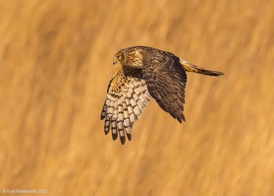 NorthernHarrier46c8892.jpg