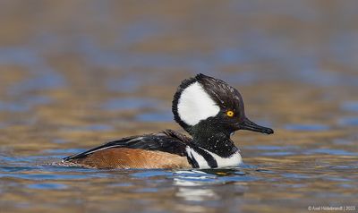 HoodedMerganser07c0118.jpg