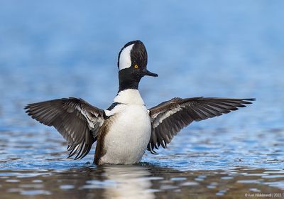 HoodedMerganser08c0203.jpg