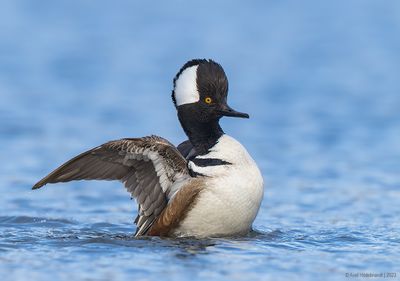 HoodedMerganser09c0219.jpg