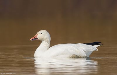 SnowGoose132c8328.jpg