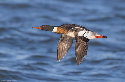 Red-breastedMerganser25c5449.jpg